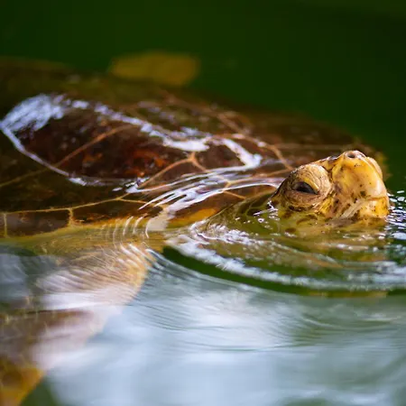 Blue Island Вилла *